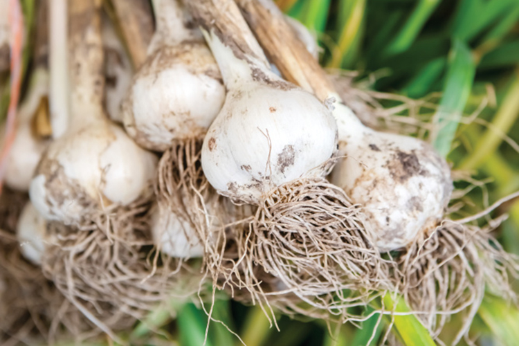 Freshly harvested garlic