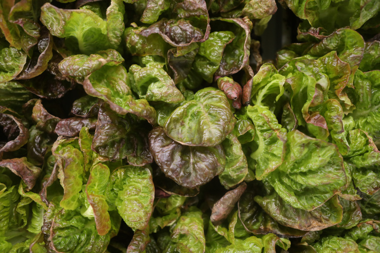 Lettuce growing at New Age Provisions