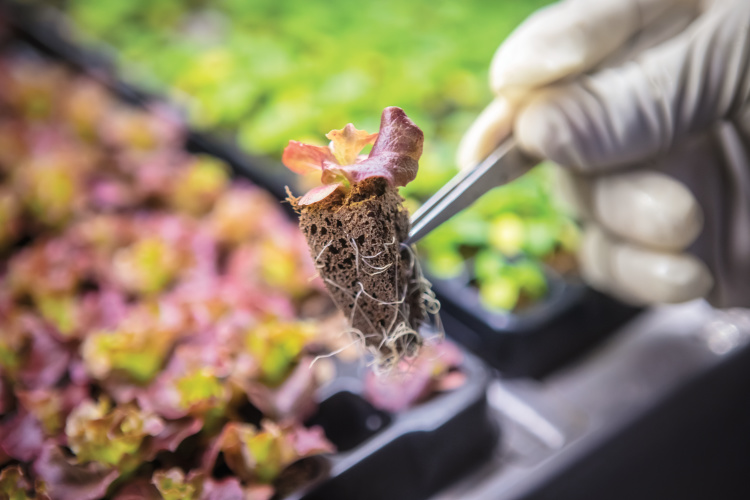 Lettuce Seedlings grown at New Age Provisions