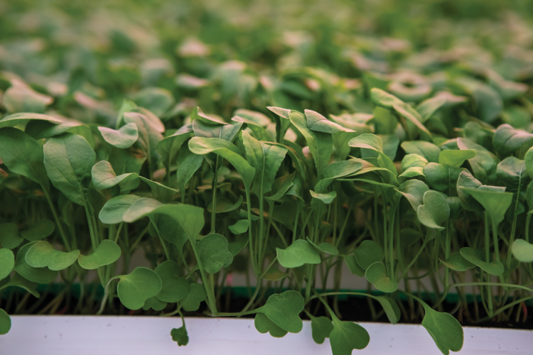 Lettuce grown at Pure Green Farms
