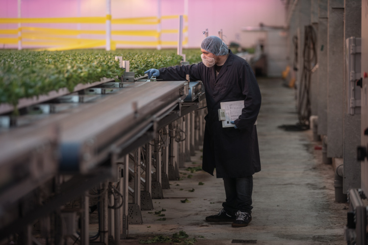 Employees oversee the automated growing system at Pure Green Farms