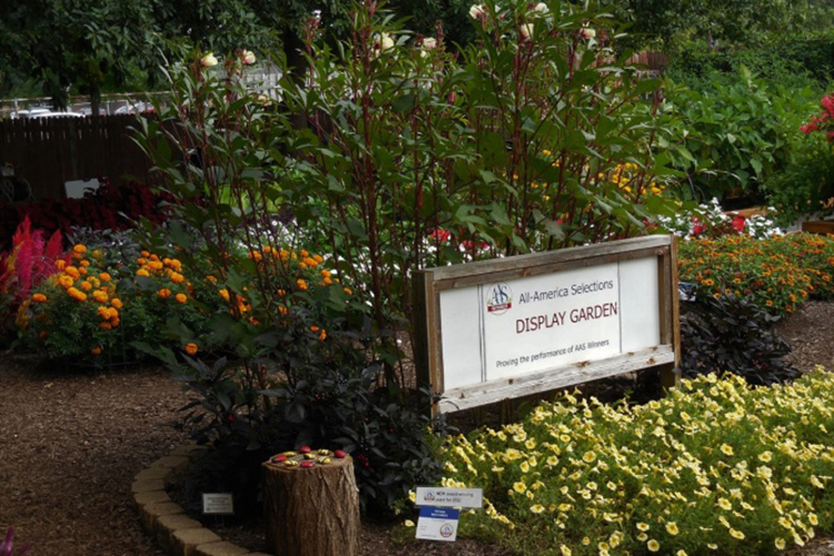 Flowers in bloom at Purdue’s Marion County Extension office's All-America
