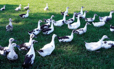 Ancona ducks at Heritage Meadows Farm
