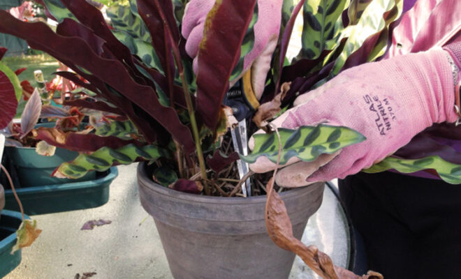 Someone trimming houseplants