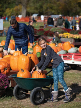 Little girl picks a pumpkin out of a cart at Knollbrook Farm