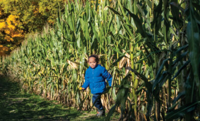 Little boy winding his way through the corn maze