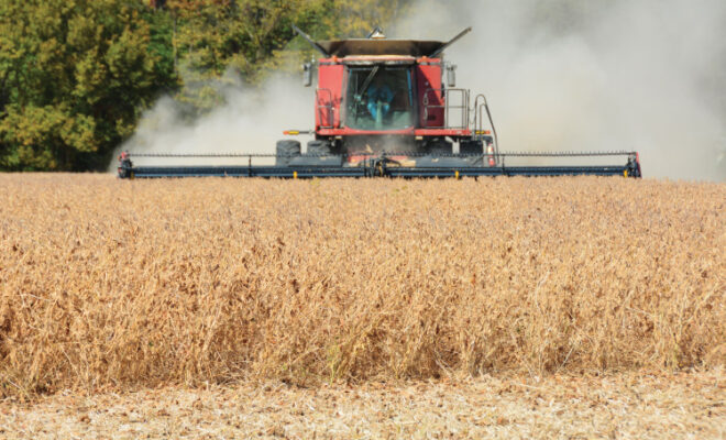 Harvesting soybeans