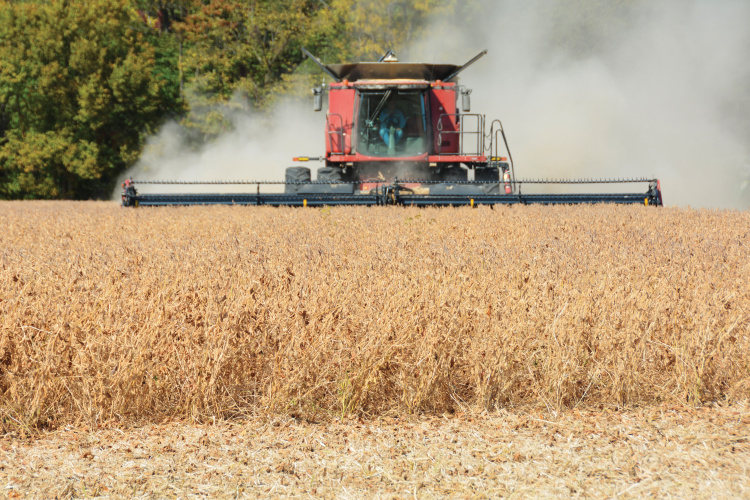 Harvesting soybeans