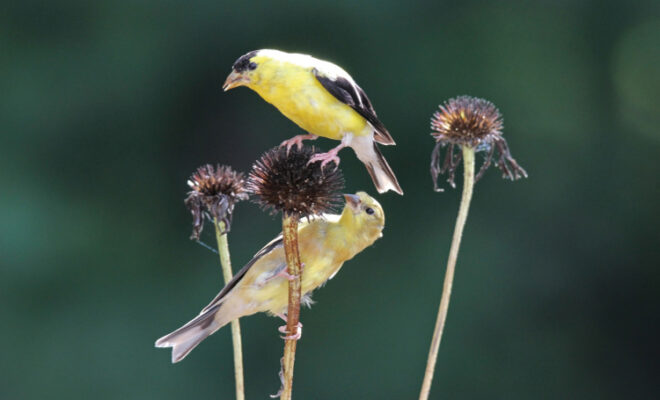 A pair of American goldfinches feeding on the seed heads of coneflowers, one of the fall garden cleanup don'ts that are beneficial to the environment