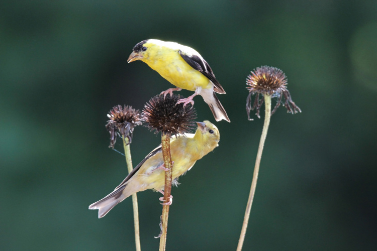 A pair of American goldfinches feeding on the seed heads of coneflowers, one of the fall garden cleanup don'ts that are beneficial to the environment