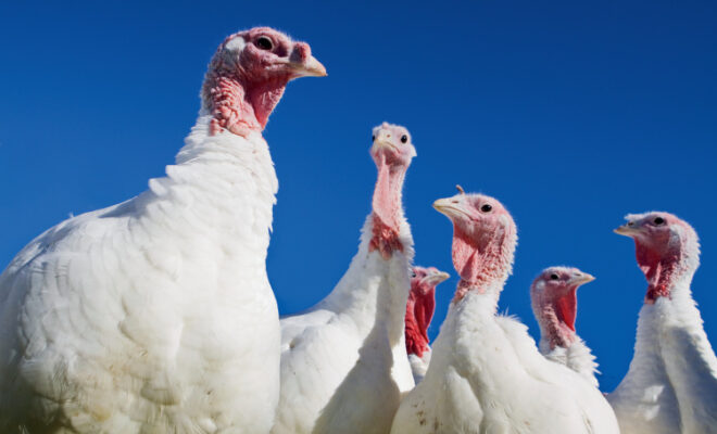 White turkeys with blue sky behind them