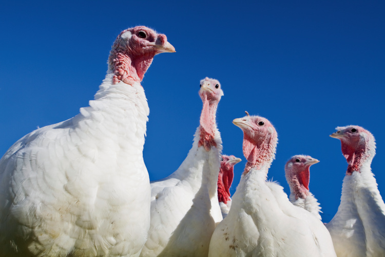 White turkeys with blue sky behind them