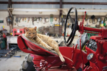 Tiger the cat sitting in one of the tractors at Losure Family Farm