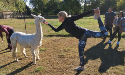 Woman doing a yoga pose while petting an alpaca
