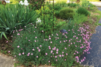 Cheddar Pinks blooming