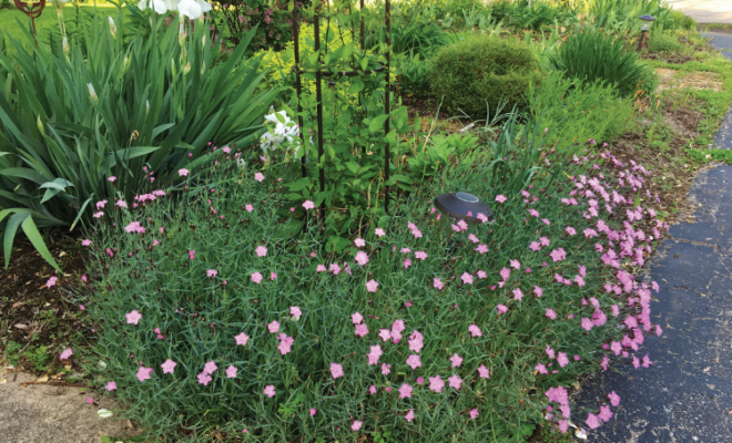 Cheddar Pinks blooming