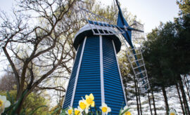 Windmill at Krider "World's Fair" Garden in Middlebury with daffodils blooming in front of it