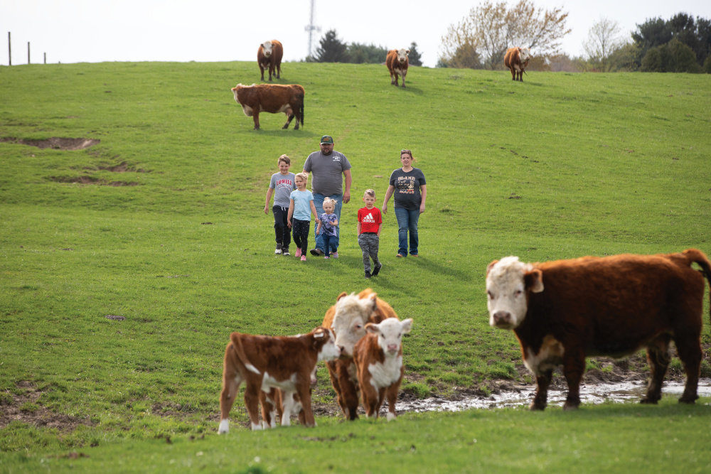 Hayden family walking through one of the fields with their Herford cattle