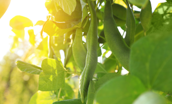 Green beans growing