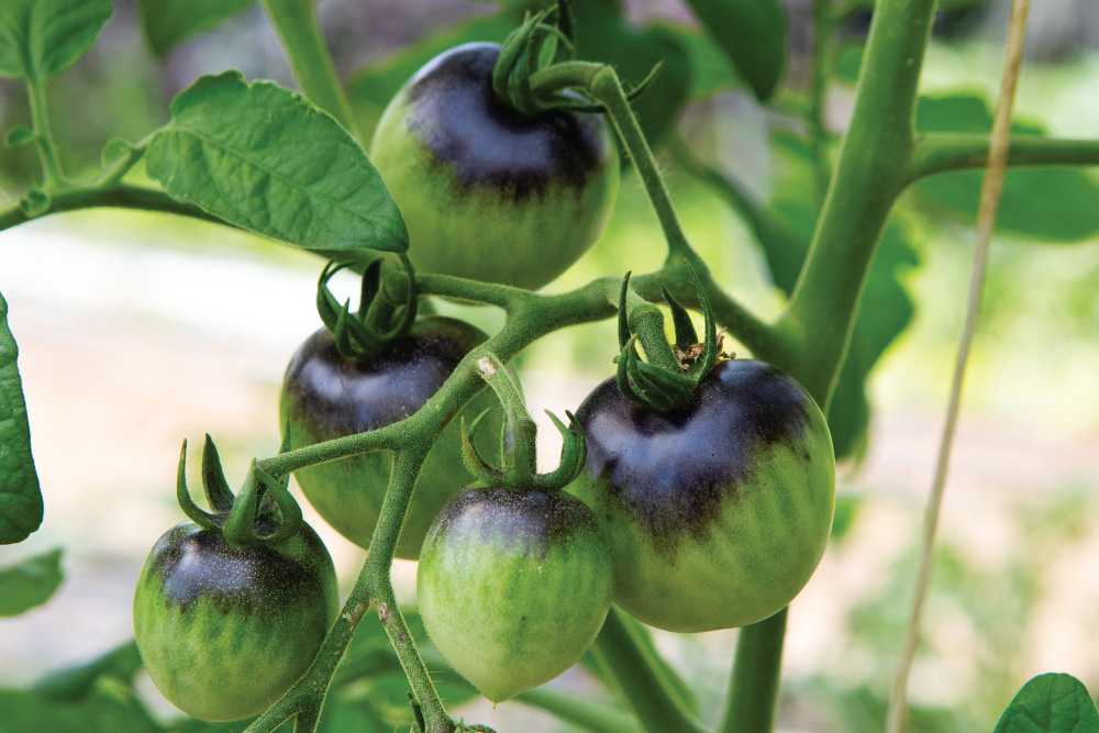 Up-close of green and purple tomatoes at Beautiful Edibles