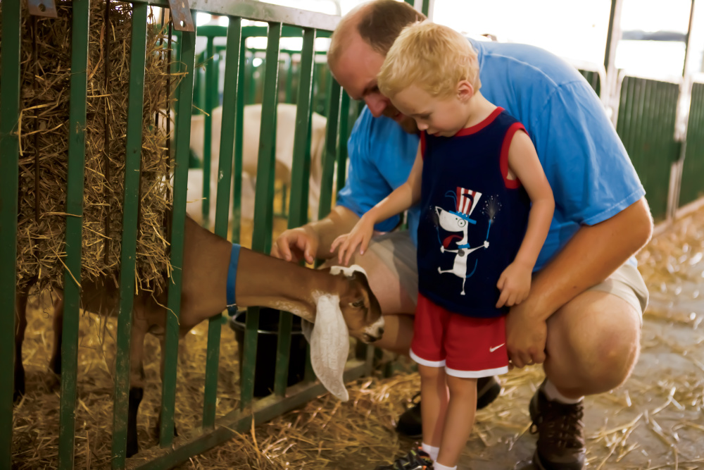 Father and son petting goats at the Indiana State Fair