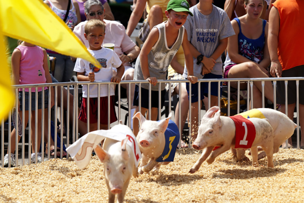 A pig race at the Indiana State Fair