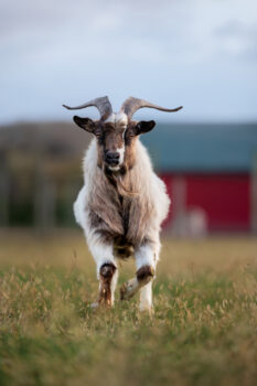 A goat at Piney Acres Farm