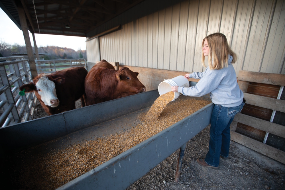 Bre Gault feeds cattle
