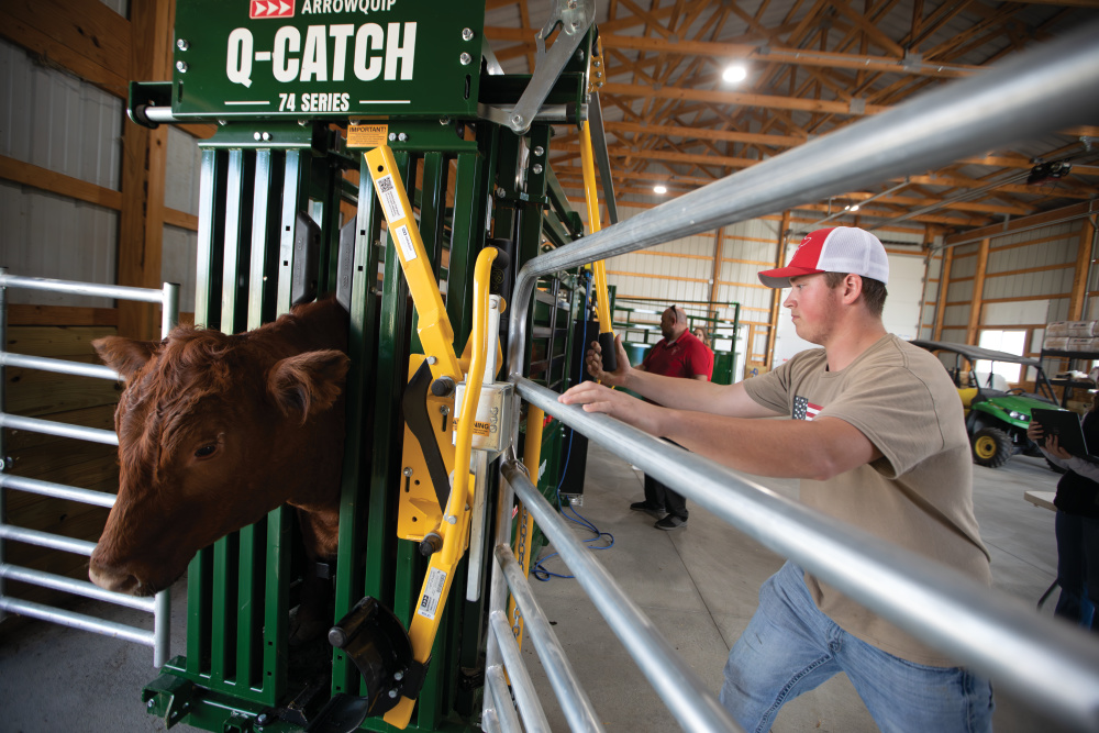 Gabe Dalton controls a cattle in a chute at Creek Cattle Co.