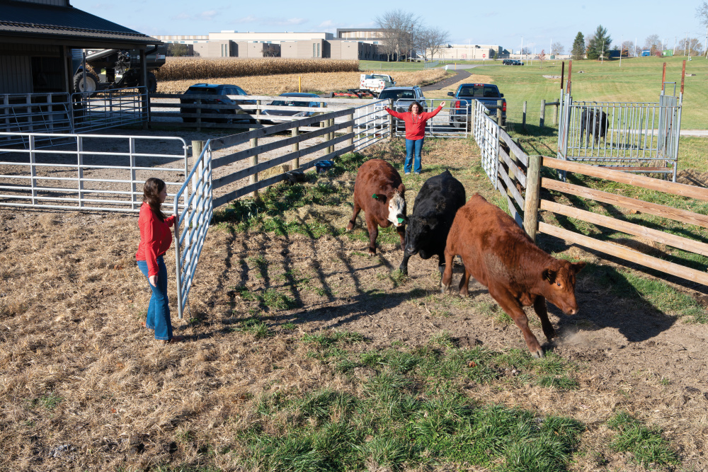 Students move the cattle into a different pasture