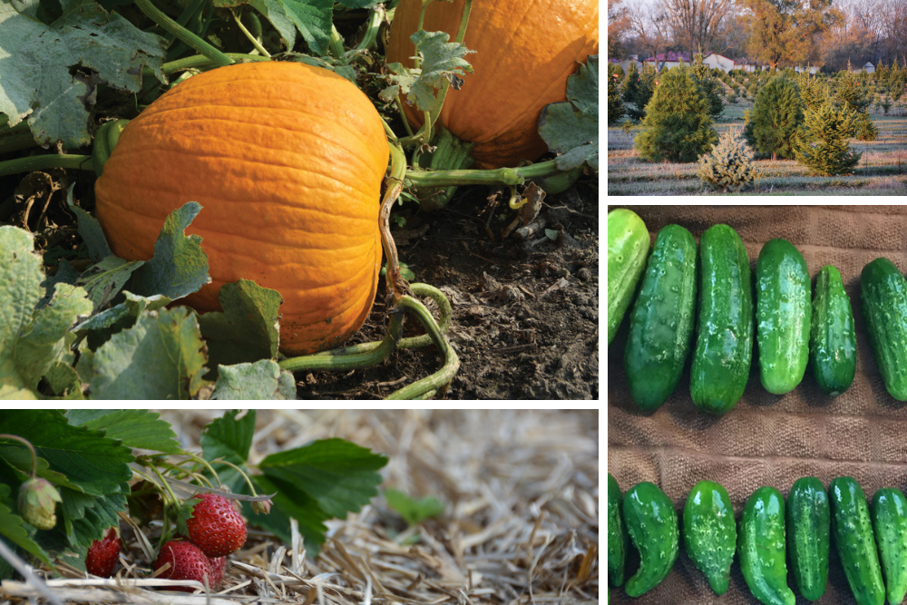 Collage with pumpkin, Christmas trees, strawberries and cucumbers
