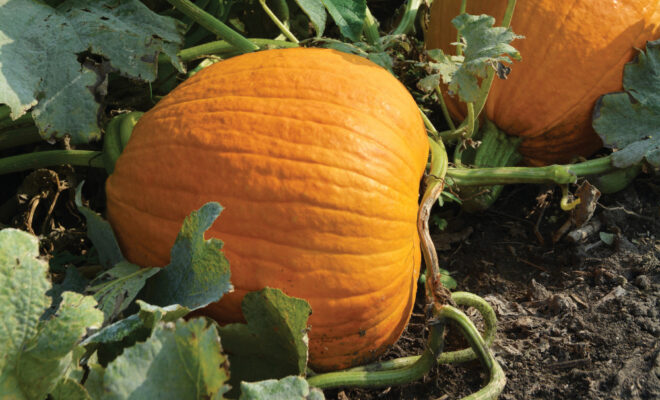 Pumpkin in a patch