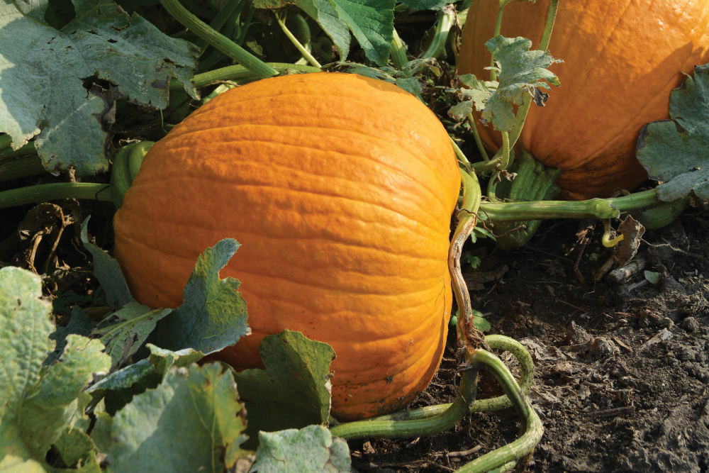Pumpkin in a patch