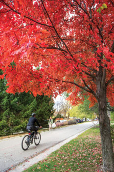 Tree with red leaves and a biker riding past it