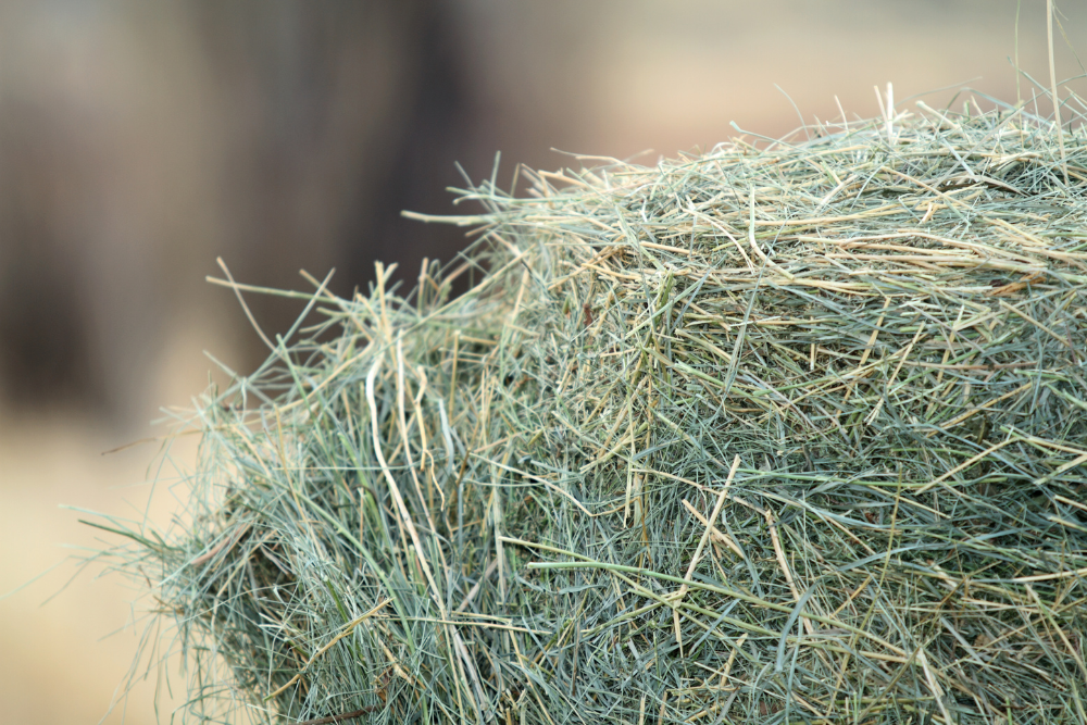 Up-close of hay