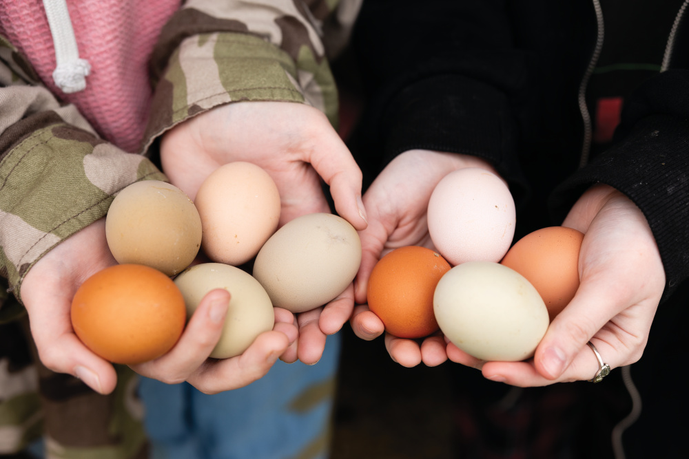 Up-close of students holding chicken eggs