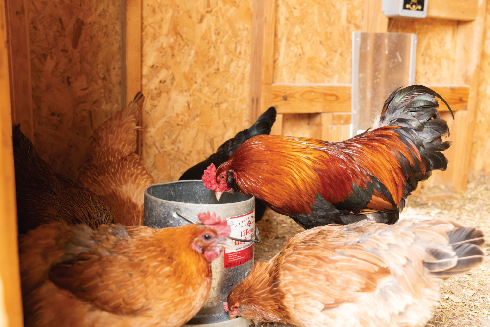 Chickens in the coop