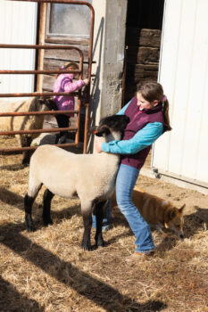 Hannah working with one of the sheep 
