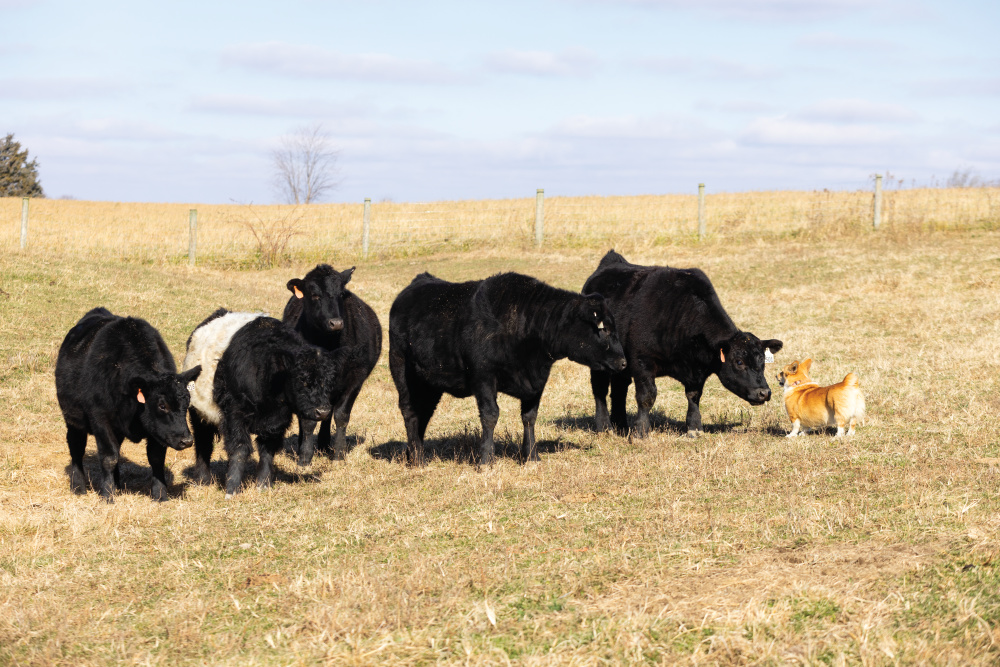Cattle at LT Farm Meats 