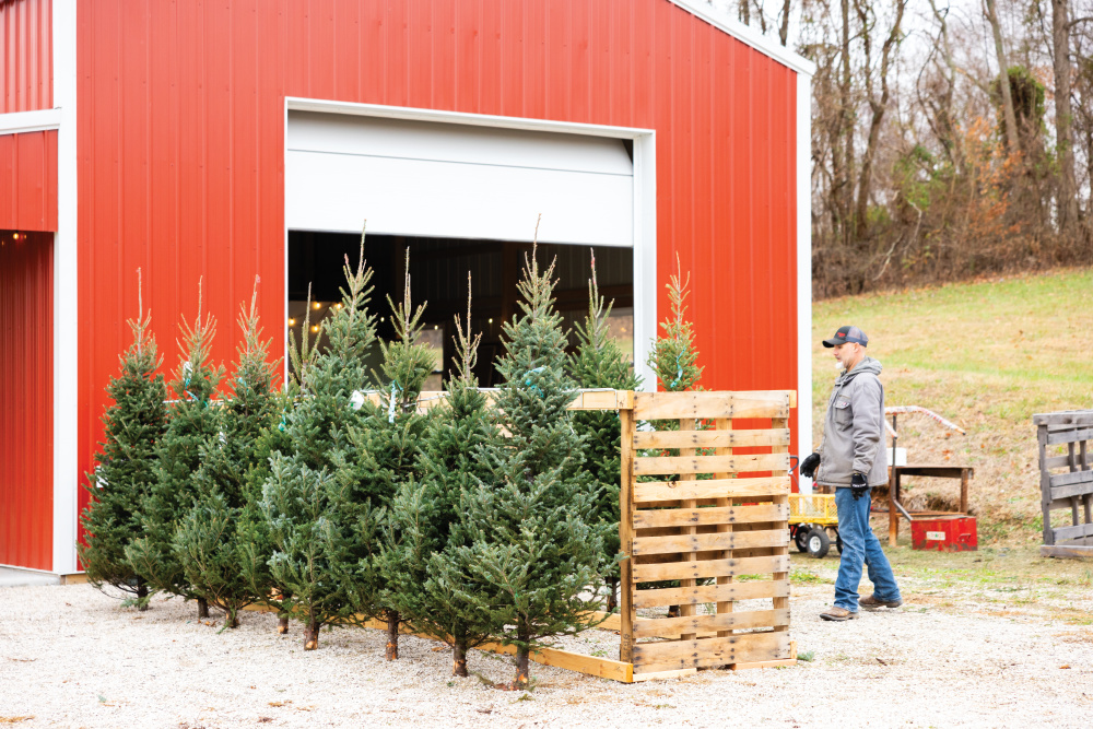 Scott organizes pre-cut Christmas trees at Ratkovich Farm