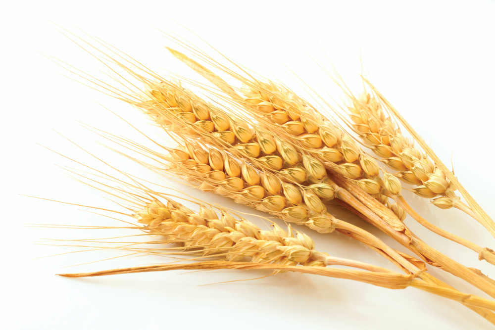 Wheat ears