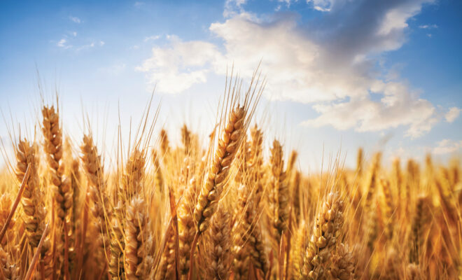 Wheat field with bright blue sky