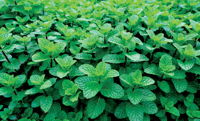 Green mint plant in growth at vegetable garden