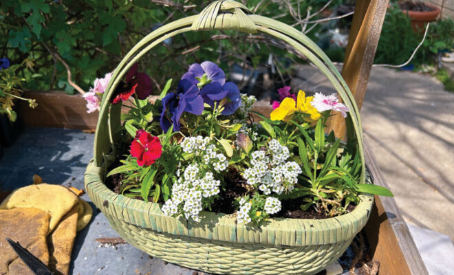 Spring basket with blooming flowers