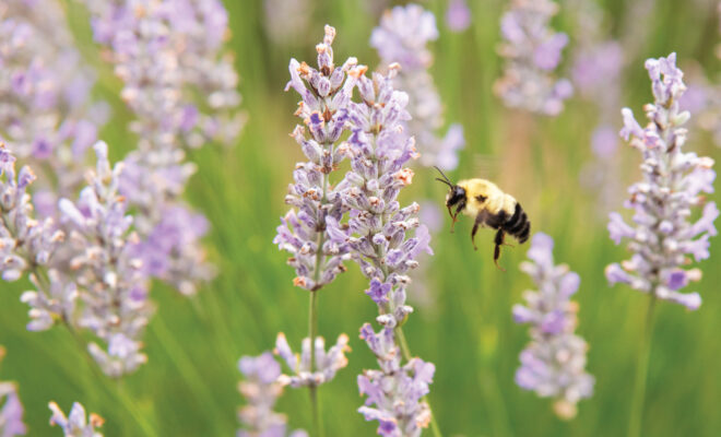 A bee and lavender at an Indiana lavender U-pick farm
