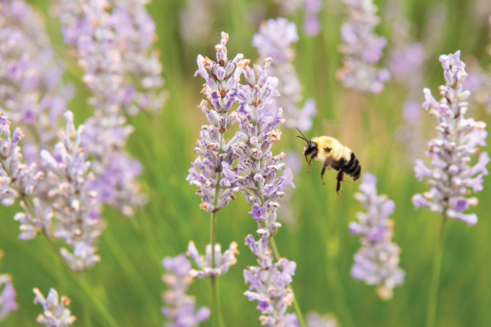 A bee and lavender at an Indiana lavender U-pick farm