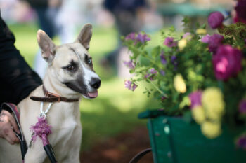 A dog at the peoony festival