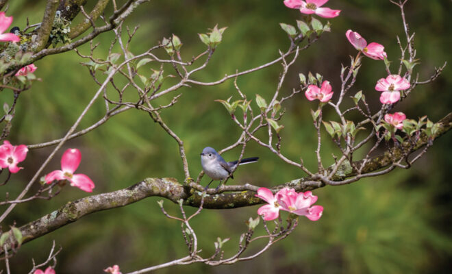 Bird perched in a tree at Gabis Arboretum