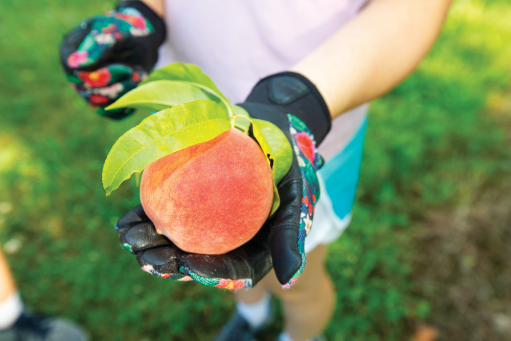 Up close of someone holding a peach at Annie's Orchard