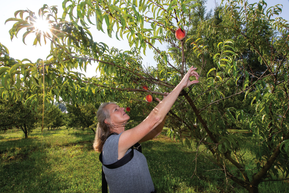 Anne Brummet picks peaches at Annie's Orchard